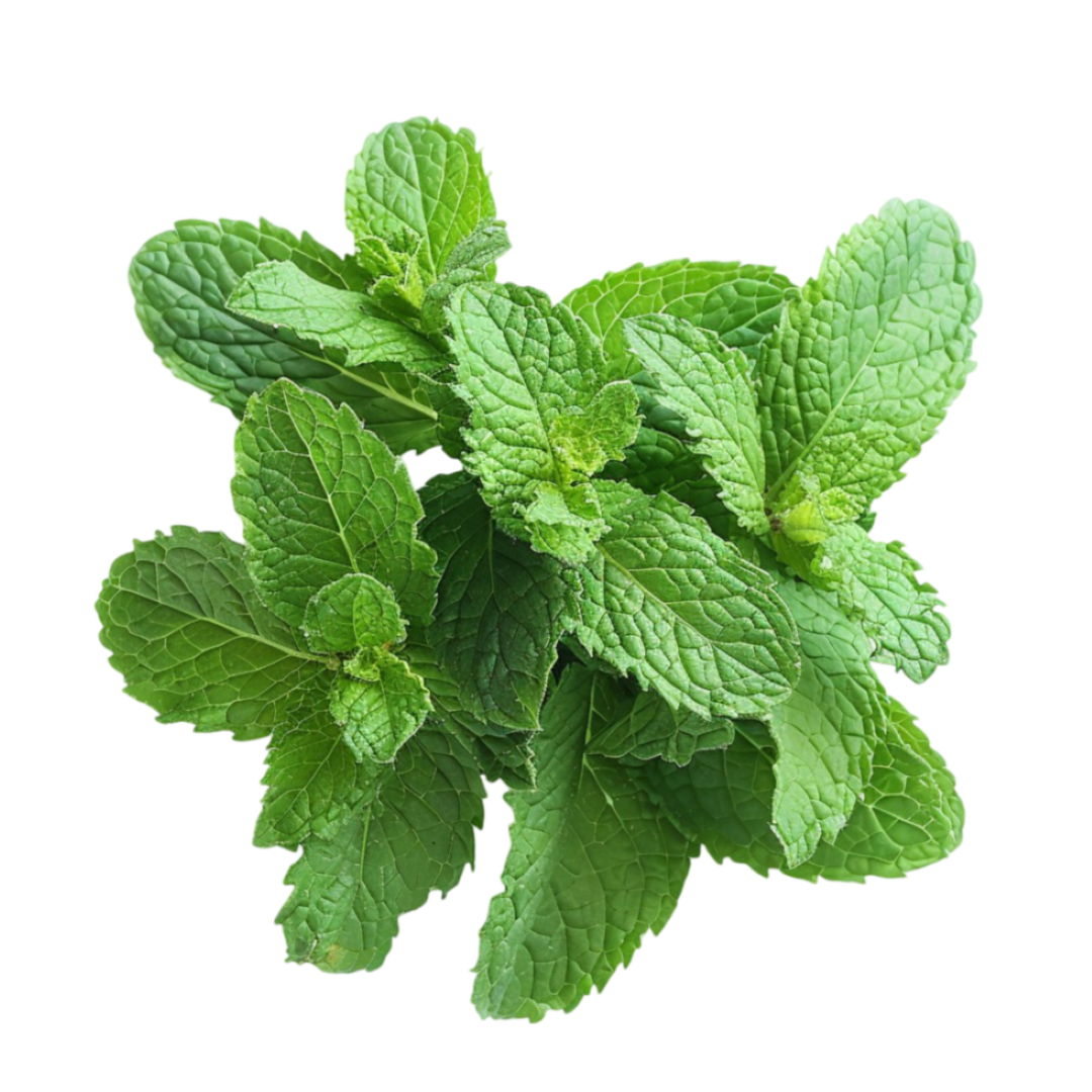 FRESH MINT